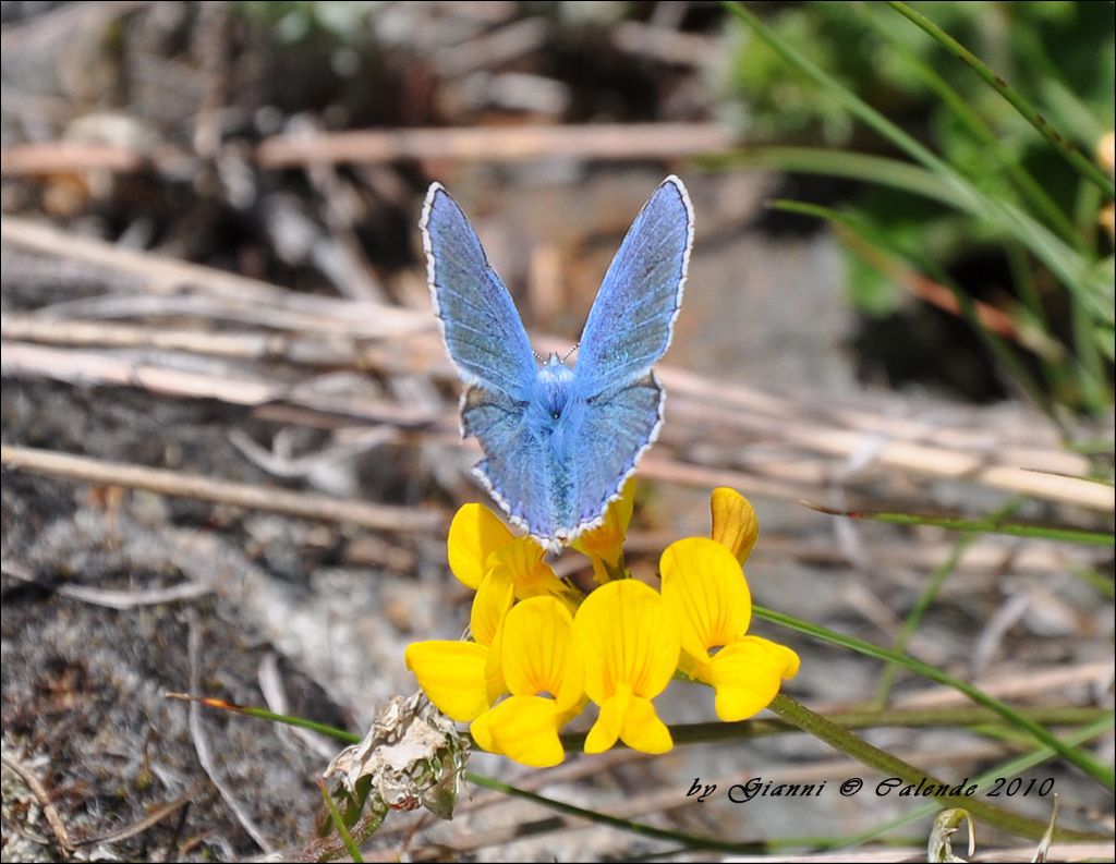 Polyommatus icarus?